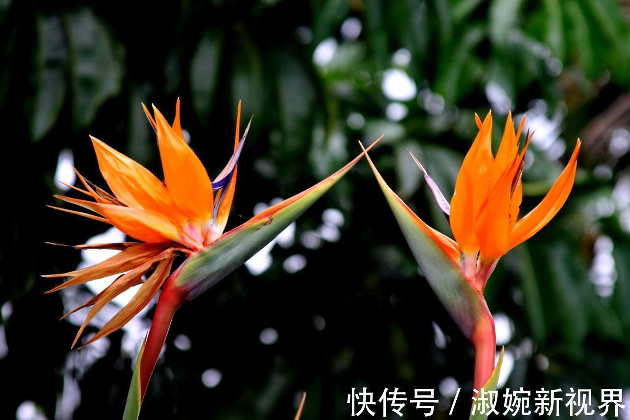 此花是世界名花,是自由和幸福的花,每颗植株都能开十几朵花