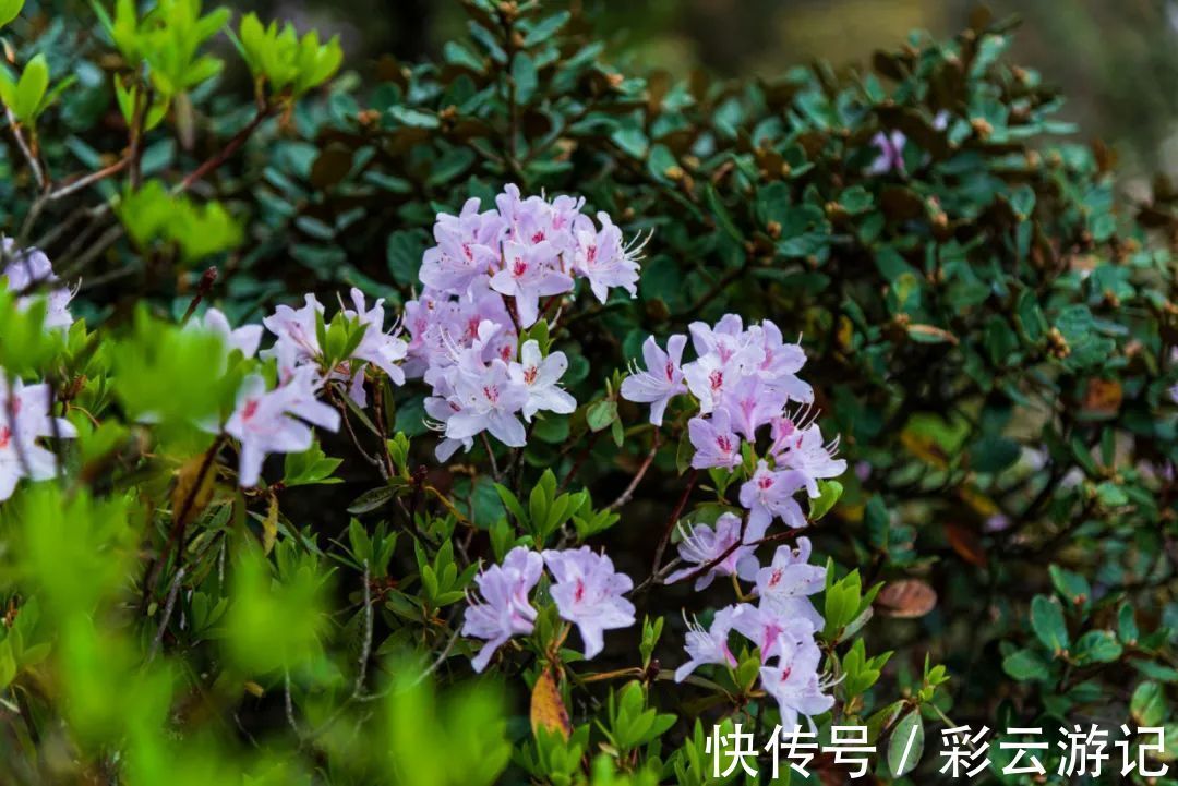 大理|7月大理鸡足山杜鹃花正开放，山花映古寺，鸡足山原来那么美！