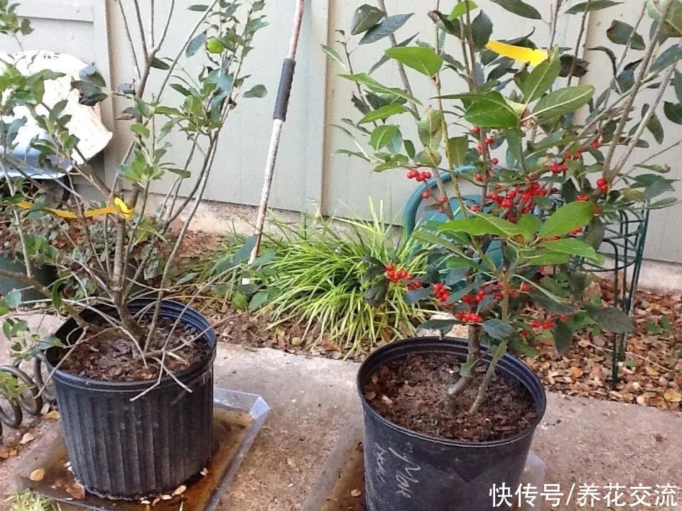 冬季买花“坑”很多，做好这几点，少吃亏，少上当