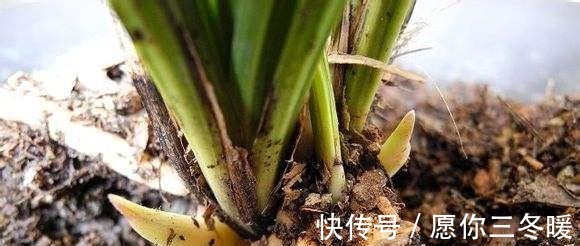 路边捡一把扔到花盆里，土壤肥的流油，根壮不腐烂，3年不用换土！