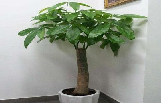 养观叶植物发财树，盆栽打蔫、没精神还生长迟缓该怎么办