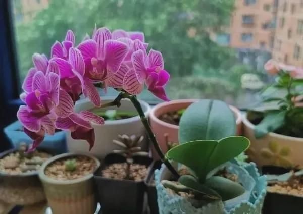 有暖气的地方,我建议你在室内养这6种花,整个冬季天天有花赏