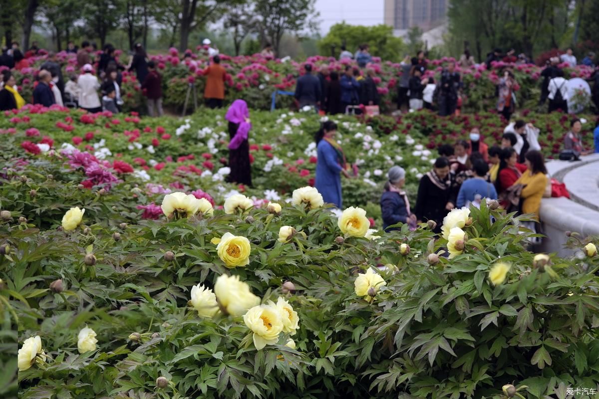 植物园姹紫嫣红是老人聚会的好地方【严建设】