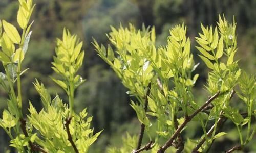 土家神茶|这种草叶被人叫做“神仙草”，泡水喝降压清血管，三高人群多看看