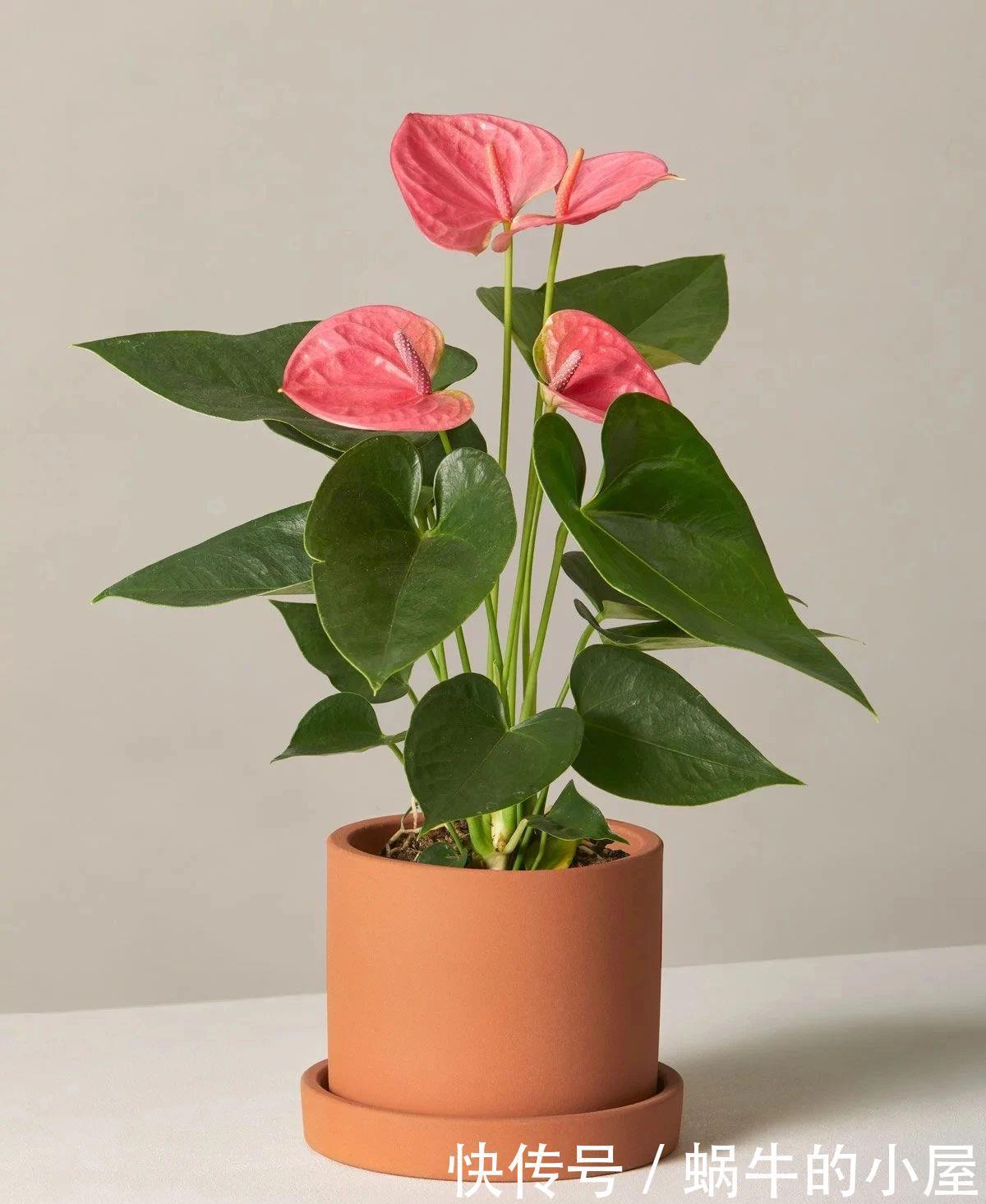 不同环境适合养的盆栽花卉,选合适自己的开花植物很重要