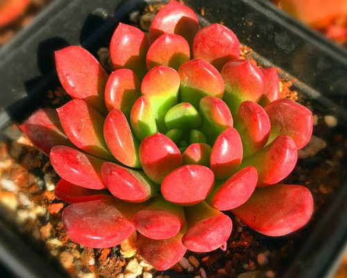 多肉红宝石夏季怎么养教你3个小妙招，养出最红润璀璨的红宝石