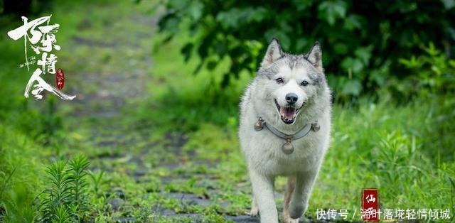 魔道祖师魔道三大神兽齐上阵,魏无羡最怕其中一个!