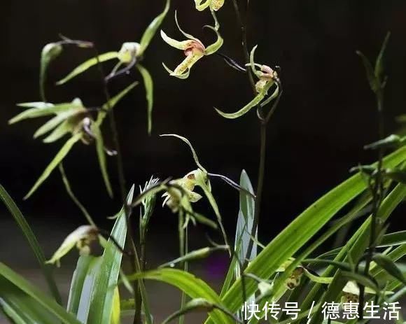 浇水|这16种花冬天越浇越死,3个月不管,反而长高个