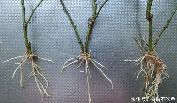 不用花钱买,1根枝条、1杯水,30天就能长出一盆大月季!