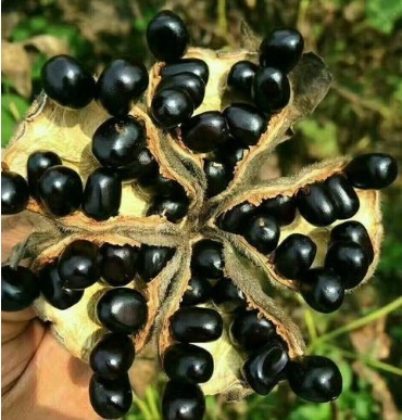 一款绝对刷新你认知的：天然、护肤、食用油。