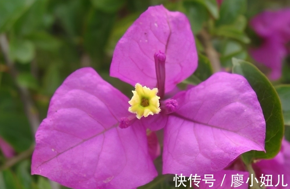 三角梅叶子掉光怎么办?关于三角梅“秃头”问题,注意这几点