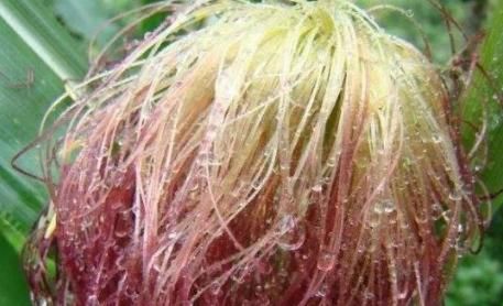 惊喜|常用玉米须泡水,不出1个月,3个“惊喜”八成会不请自来!