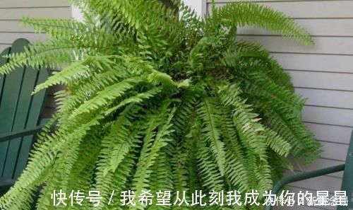 阳台上|家中存在2类花要趁早搬离，它们对健康无益，放到室内弊端多