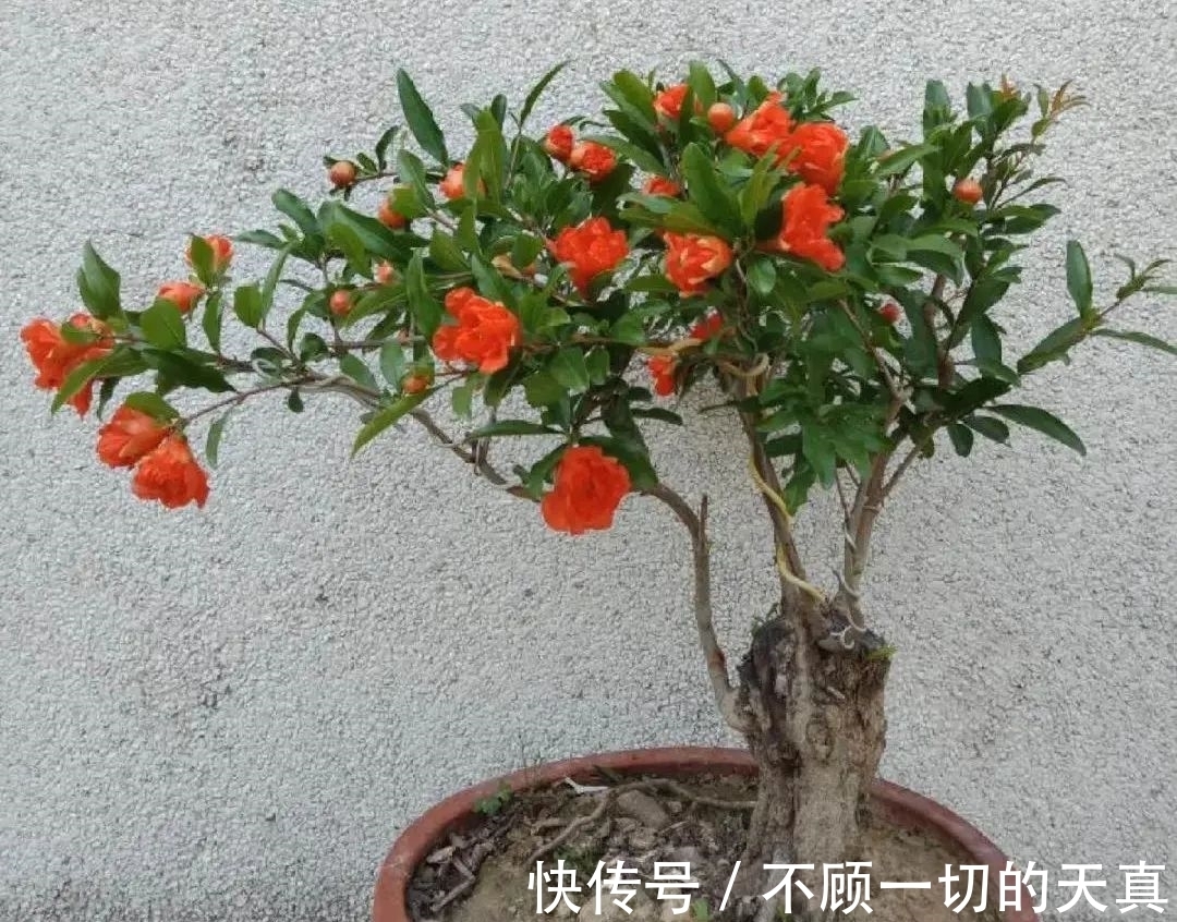 15种常见花,冬天浇水有讲究,小心越浇花越死