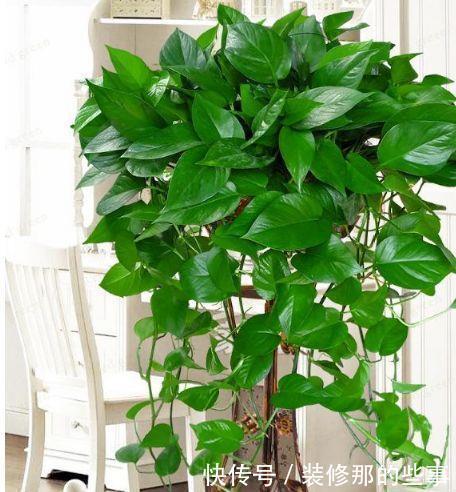 吸毒草|养花就养4种花,家里养一盆,财源广进,好运滚滚来!