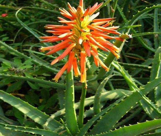 养芦荟,用上这“5招”,一棵变群生,还能开花