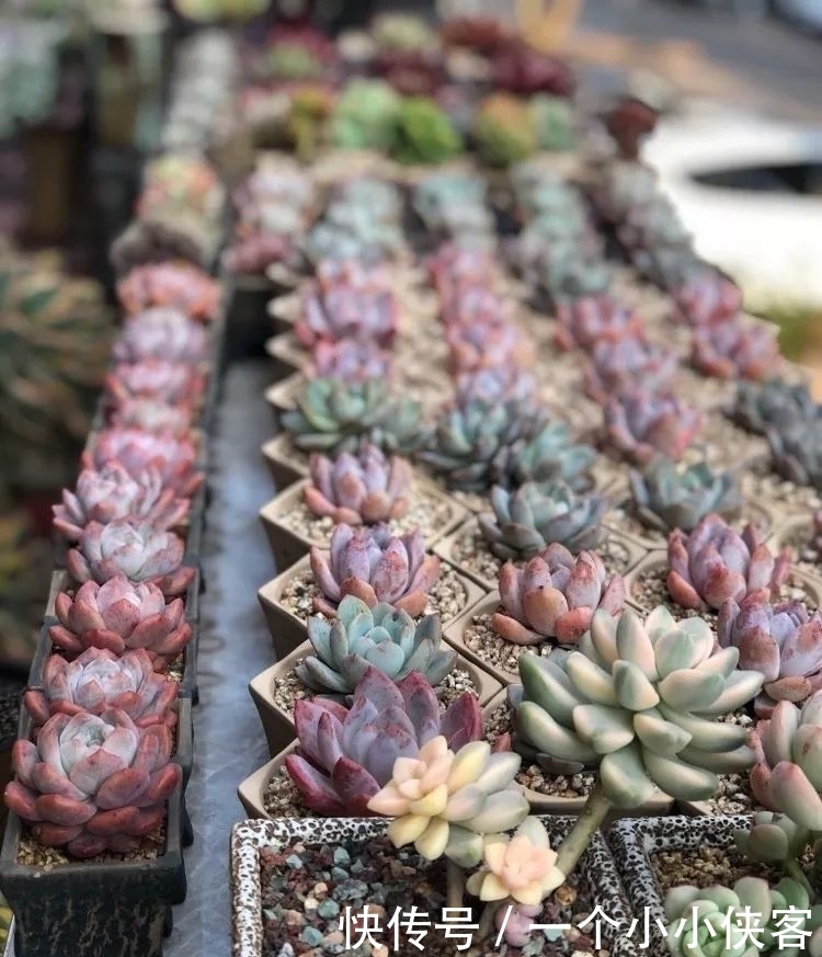 多肉盆栽:强迫症养多肉,必须整整齐齐,一颗也不能乱