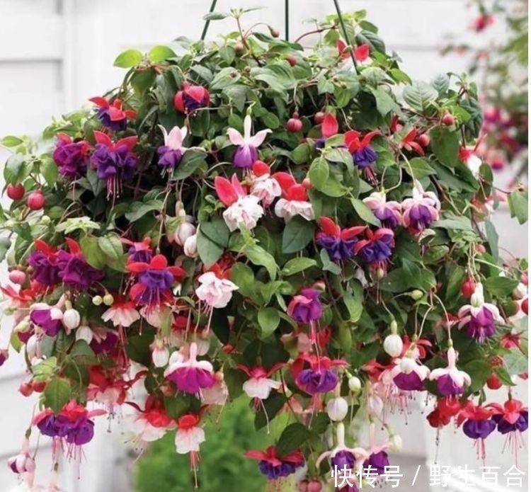 家养几种花，花期长，花色艳丽，开成花海，邻居都羡慕！