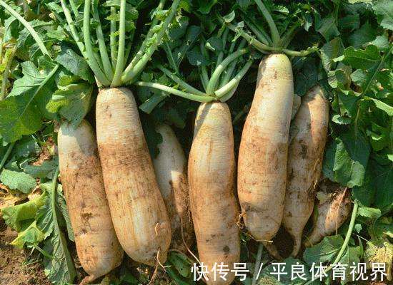 凉萝卜|农村老人常说“吃凉萝卜喝热茶,饿的大夫满街爬”,有道理吗?