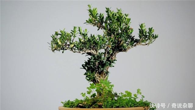 制作方法|黄杨盆景姿态优美是如何制作的?后期养护,盆景制作方法在这里