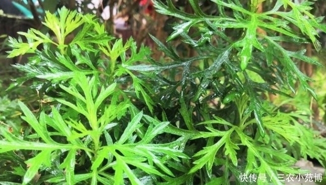 珍惜|乡下一种植物,药用价值极高,是一种珍贵药材,遇见请珍惜