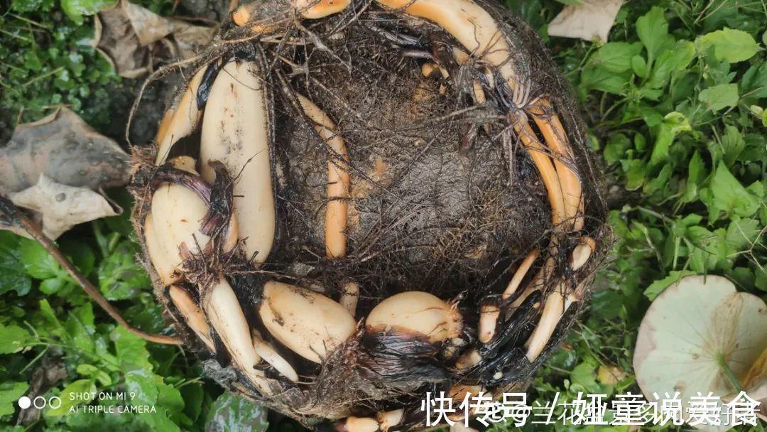 9种花是富贵命,必须大盆养,小盆养会憋死