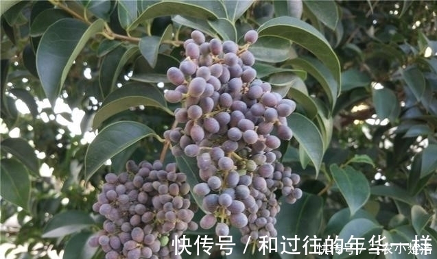 农村|路边就有的便秘偏方，农村城市人都视而不见！