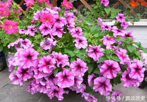 开春种上4种花，几粒种子撒土里，一开花就惊艳了时光！