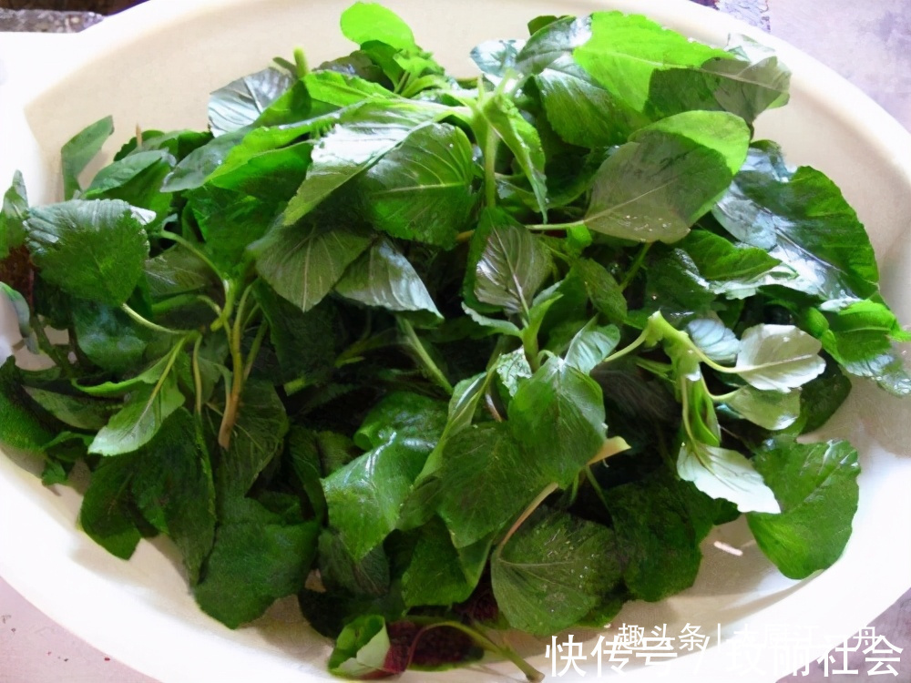 浑身|农村的这种野菜浑身都是宝,可惜很多人当草,夏季多吃一些防上火