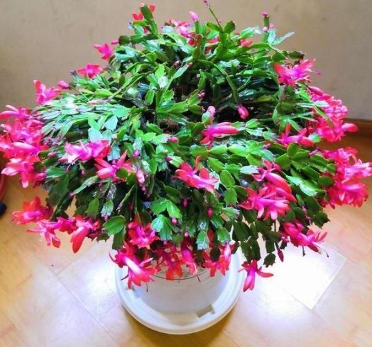蟹爪兰花开得少吗用四种方法，一次开花数百朵，看起来不错