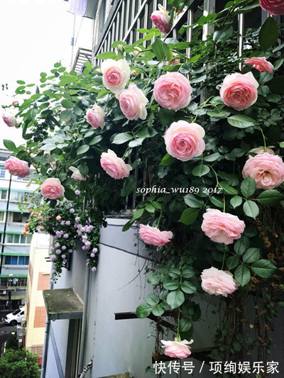 花仙子的阳台,30多种月季如瀑布,路人都停下来观望,太美了