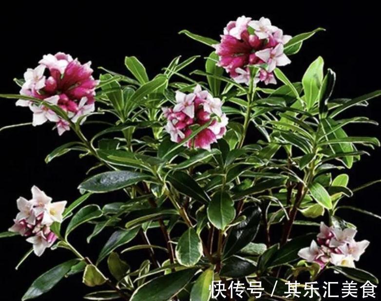 客厅养这些花真的很幸福,因为开花太香了