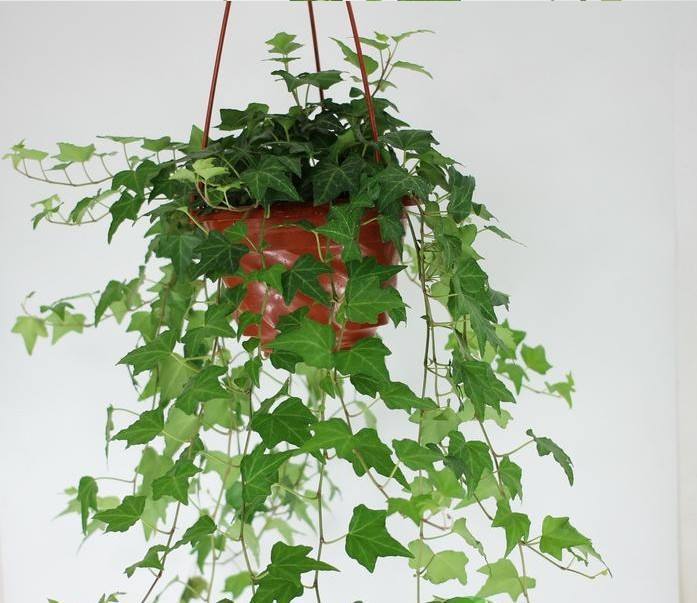 这3种花卉适合爱干净的人养，除臭又杀菌，家庭卫生清洁好帮手！