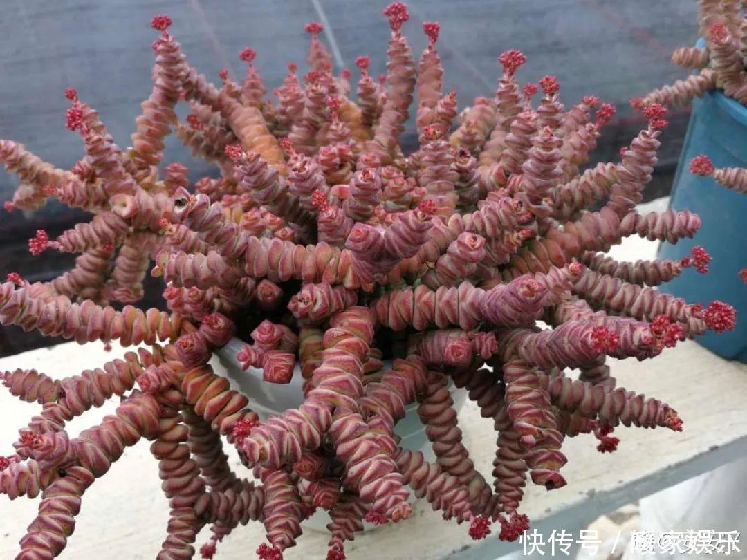 6种多肉太难养,赶紧留个种,省得每年都要重新买!