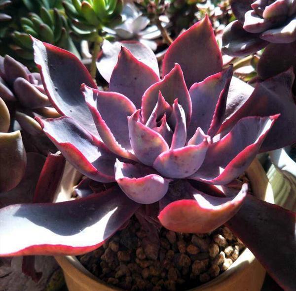 多肉三仙|赫赫有名的多肉三仙，养护要点，一网打尽