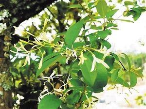 腾冲有棵鹅毛树 500多岁了仍然很茁壮