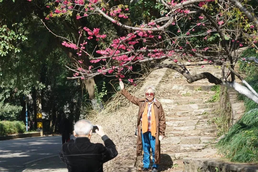 你们等了一年的樱花，开了