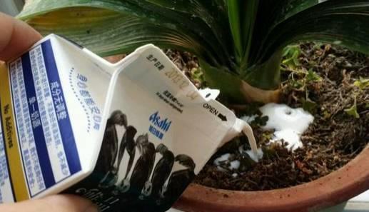 植物|阳台养花“6大错”,错了一个就黄叶,都占了就是“养花杀手”