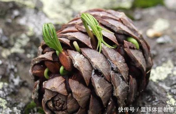 免费捡来的“松塔”，有3个“大作用”，养花肥效足，还能变盆景！
