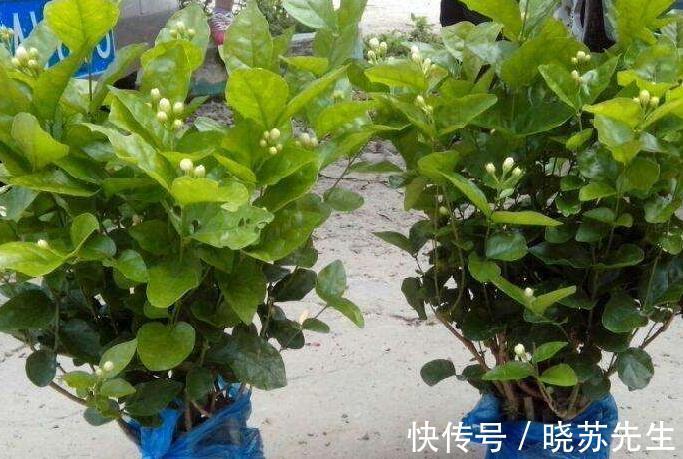 冬天养2种花,一定不能太保暖,做错了,小心来年没花赏