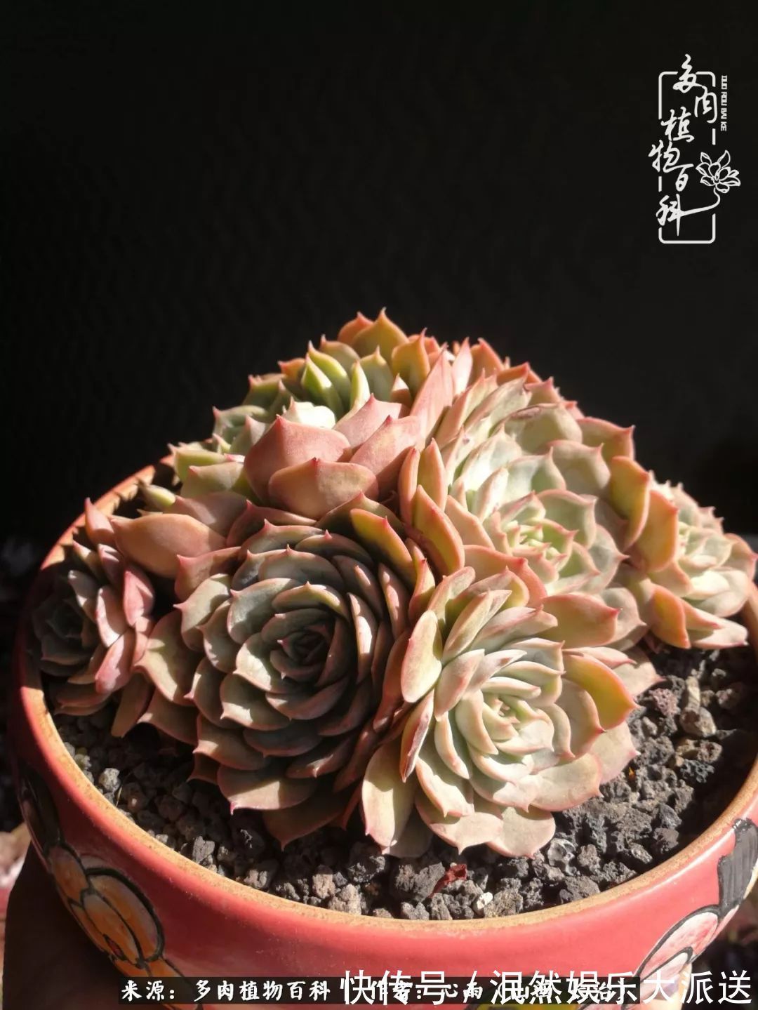 蚧壳虫|为肉痴狂!多肉植物也会用最美的容颜报答我们的勤劳付出!