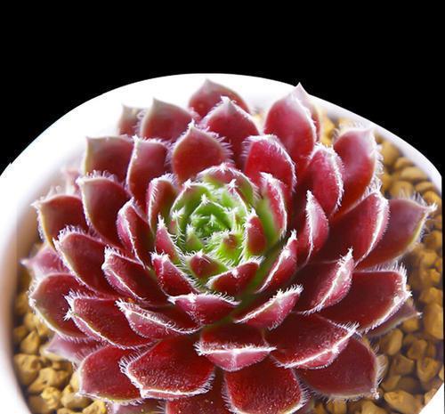 3种紫色系多肉,好养又好看,养一盆“紫气东来”,值得拥有!