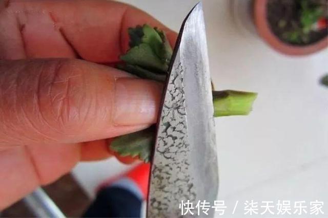 养花10年，他的长寿花1棵开3种颜色，方法3分钟就学会