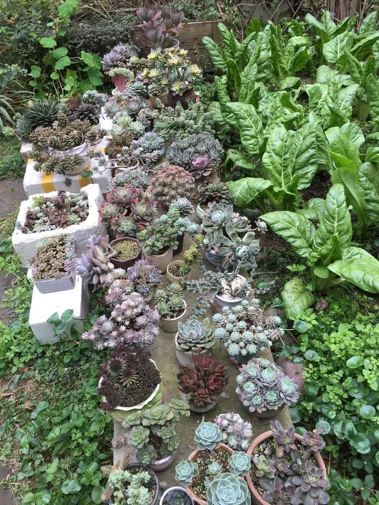 养多肉会上瘾，3年养了500多盆，既美化了环境又愉悦了心境！