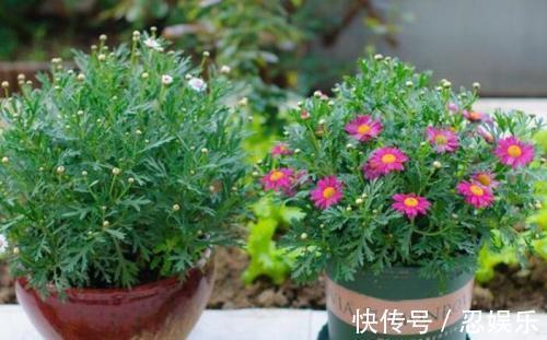 微型月季刚买回家，不会浇水，小心花苞掉光光，没花看！