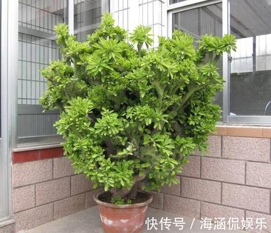 观叶型|这3款植物虽其貌不扬，室内盆栽，却能让家里变成“天然氧吧”