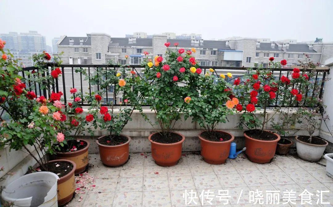 10种花“冷天”长得慢，“穷养”多晒更健壮，不然易烂根，难过冬