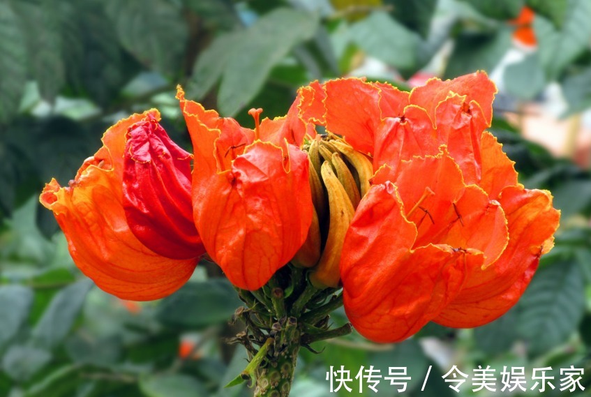 盛开|此花盛开十分漂亮且壮观,远看似树顶着火一般,是吉祥美丽的象征