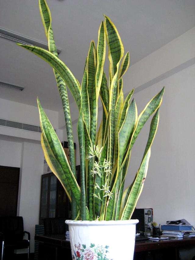 养虎皮兰不爆芽,2分钟学会一招,小芽密密麻麻长一盆