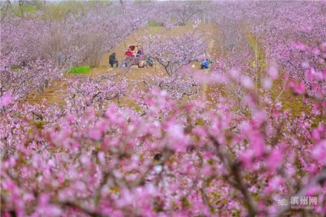 邹平西董：十里桃花笑春风